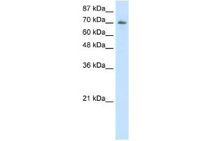 Image no. 1 for anti-Interleukin enhancer-binding factor 3 (ILF3) (C-Term) antibody (ABIN2780868)