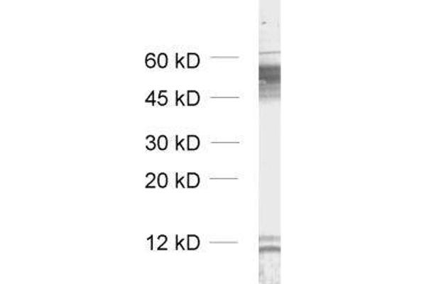 GABRB2 antibody  (AA 343-430)