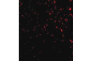 Image no. 2 for anti-T-Cell Immunoglobulin and Mucin Domain Containing 4 (TIMD4) (Internal Region) antibody (ABIN6655881)