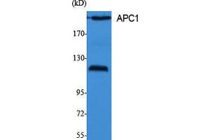 Image no. 1 for anti-Anaphase Promoting Complex Subunit 1 (ANAPC1) (Internal Region) antibody (ABIN3183311)