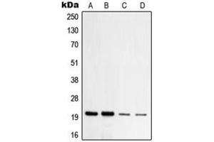 Image no. 1 for anti-Mitochondrial Import Receptor Subunit TOM20 homolog (TOMM20) (Center) antibody (ABIN2707190)