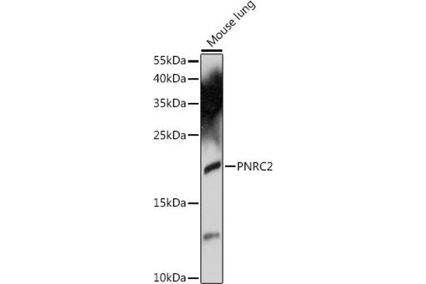 PNRC2 抗体  (AA 1-100)