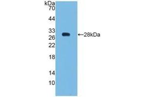 Bcl-2 抗体  (AA 2-211)