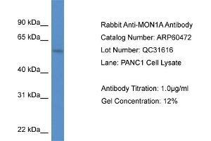 Image no. 1 for anti-MON1 Homolog A (MON1A) (C-Term) antibody (ABIN2788456)