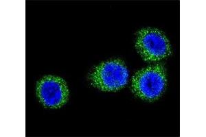 Image no. 2 for anti-Fibroblast Growth Factor Receptor 2 (FGFR2) (AA 794-821) antibody (ABIN3030952)