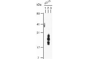 Image no. 2 for anti-Heparin-Binding EGF-Like Growth Factor (HBEGF) (EGF Like Domain) antibody (Biotin) (ABIN2451994)