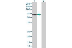 Image no. 1 for anti-Biotinidase (BTD) (AA 1-543) antibody (ABIN513829)