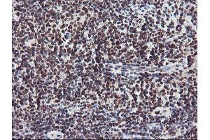 Image no. 8 for anti-Fragile X Mental Retardation 1 (FMR1) (AA 36-279) antibody (ABIN1491454)