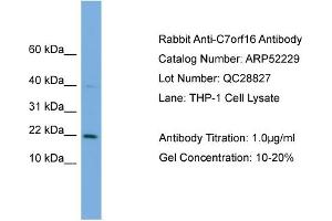 Image no. 2 for anti-G Substrate (Gsbs) (Middle Region) antibody (ABIN2784836)