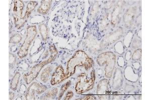 Image no. 2 for anti-alpha 1 Microglobulin/bikunin precursor (AMBP) antibody (ABIN513292)