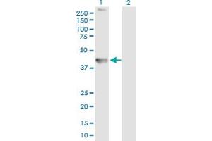 Western Blot analysis of TMEM49 expression in transfected 293T cell line by TMEM49 MaxPab polyclonal antibody.