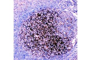 Image no. 2 for anti-CD82 (CD82) (AA 98-267) antibody (ABIN3043486)
