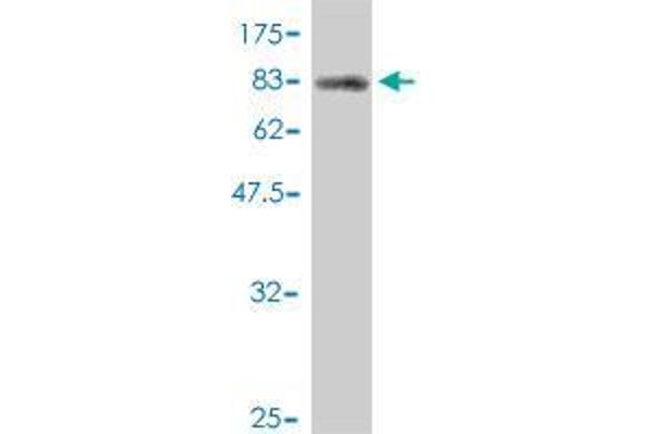 NXF2 antibody  (AA 1-626)