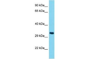 Image no. 1 for anti-Transmembrane Protease, Serine 9 (TMPRSS9) (C-Term) antibody (ABIN2790877)