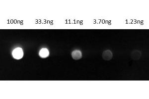 Dot Blot (DB) image for Goat anti-Guinea Pig IgG (Heavy & Light Chain) antibody (FITC) - Preadsorbed (ABIN101280)