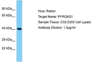 Host: Rabbit Target Name: PYROXD1 Sample Type: COLO205 Whole Cell lysates Antibody Dilution: 1.