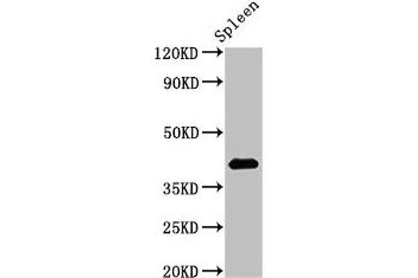 HS2ST1 抗体  (AA 29-229)