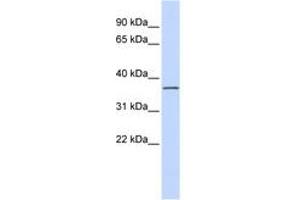 Image no. 1 for anti-Leucine Rich Repeat Containing 25 (LRRC25) (AA 36-85) antibody (ABIN6741186)