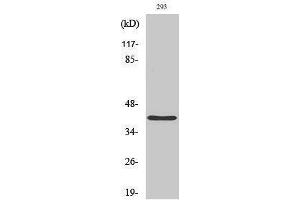 anti-PRP18 Pre-mRNA Processing Factor 18 (PRPF18) (Internal Region) antibody