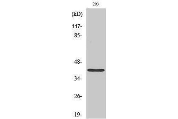 anti-PRP18 Pre-mRNA Processing Factor 18 (PRPF18) (Internal Region) antibody