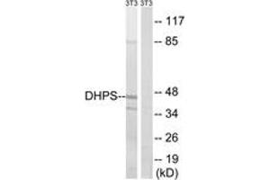 Image no. 1 for anti-Deoxyhypusine Synthase (DHPS) (AA 51-100) antibody (ABIN1534828)