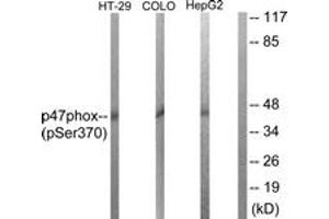 Western Blotting (WB) image for anti-Neutrophil Cytosol Factor 1 (NCF1) (AA 341-390), (pSer370) antibody (ABIN1531722)