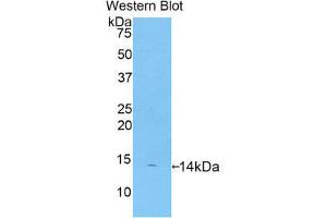 Image no. 1 for anti-Platelet Factor 4 (PF4) (AA 31-101) antibody (Biotin) (ABIN1172510)