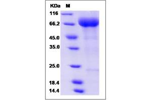 Image no. 1 for Sialic Acid Binding Ig-Like Lectin 5 (SIGLEC5) (AA 1-434) protein (ABIN2004787)