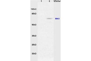 Image no. 2 for anti-Nuclear Factor (erythroid-Derived 2)-Like 2 (NFE2L2) (AA 15-65), (pSer40) antibody (ABIN676673)