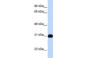 Image no. 1 for anti-Nuclear Receptor Subfamily 0, Group B, Member 2 (NR0B2) (N-Term) antibody (ABIN2782295)