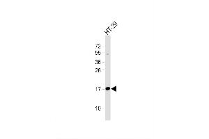 Image no. 4 for anti-Interferon Induced Transmembrane Protein 5 (IFITM5) (AA 55-83) antibody (ABIN655010)