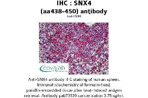 Image no. 1 for anti-Sorting Nexin 4 (SNX4) (AA 438-450), (C-Term) antibody (ABIN1739503)