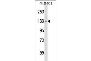 TBC1D2 Antibody (Center) (ABIN1538422 and ABIN2850064) western blot analysis in mouse testis tissue lysates (35 μg/lane).