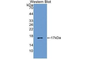 Image no. 1 for anti-Chemokine (C-C Motif) Ligand 5 (CCL5) (AA 24-91) antibody (ABIN2923622)