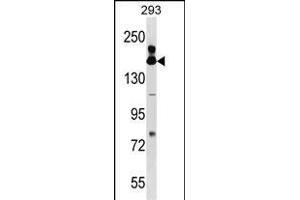 FANCA Antibody (Center) (ABIN1538566 and ABIN2849508) western blot analysis in 293 cell line lysates (35 μg/lane).