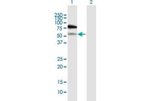 Image no. 2 for anti-E3 ubiquitin-protein ligase RAD18 (RAD18) (AA 1-495) antibody (ABIN950100)