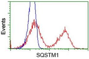 Image no. 3 for anti-Sequestosome 1 (SQSTM1) antibody (ABIN1499989)
