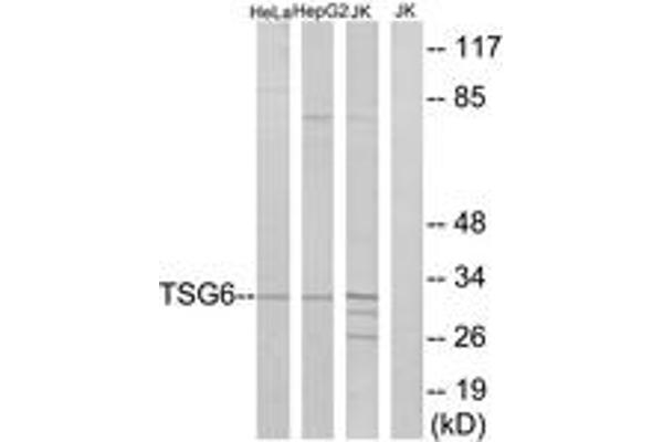anti-Tumor Necrosis Factor-Inducible Protein 6 (TNFAIP6) (AA 21-70) antibody