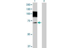 Image no. 1 for anti-Slingshot Homolog 3 (SSH3) (AA 1-659) antibody (ABIN527277)