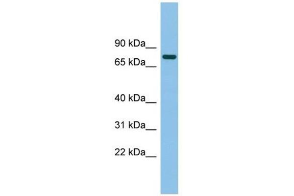 anti-Myotubularin Related Protein 14 (MTMR14) (Middle Region) antibody