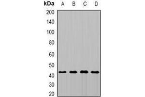 Image no. 1 for anti-Mitochondrial Carrier 1 (MTCH1) (full length) antibody (ABIN6005740)
