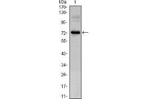 Image no. 2 for anti-Clock Homolog (Mouse) (CLOCK) antibody (ABIN969059)