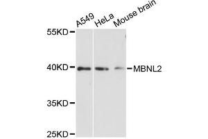 Image no. 1 for anti-Muscleblind-Like 2 (MBNL2) antibody (ABIN6293359)