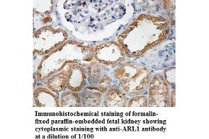 Image no. 1 for anti-ADP Ribosylation Factor Like GTPase 1 (ARL1) antibody (ABIN6584327)