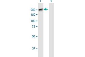 BCORL1 antibody  (AA 1-1711)