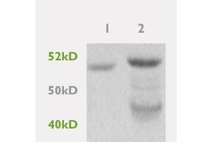 Image no. 4 for anti-Peroxisome Proliferator-Activated Receptor gamma (PPARG) (AA 101-200) antibody (ABIN669711)