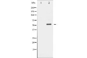 Image no. 1 for anti-Neuropeptide Y Receptor Y2 (NPY2R) antibody (ABIN6257854)