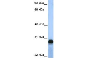 Image no. 1 for anti-Sialic Acid Binding Ig-Like Lectin 12 (SIGLEC12) (N-Term) antibody (ABIN2784083)
