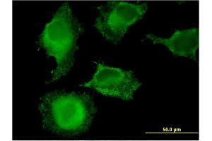 Image no. 4 for anti-Membrane-Associated Ring Finger (C3HC4) 9 (MARCH9) (AA 240-345) antibody (ABIN530125)