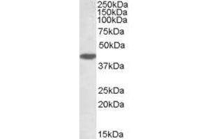 Image no. 4 for anti-Dual Specificity Phosphatase 1 (DUSP1) (C-Term) antibody (ABIN184638)
